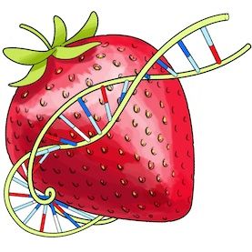 strawberry